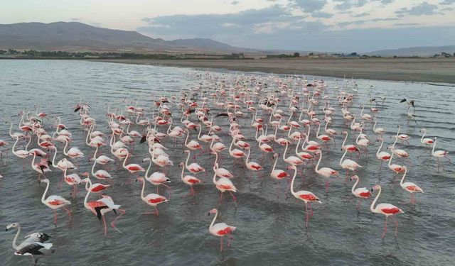 Gecikmeli gelen flamingolar Erçek Gölü'nü renklendirdi