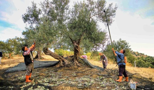 Güney Marmara'da zeytin hasadı başladı, üreticinin gözü fiyatta