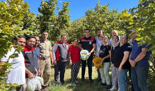 Kemah'ta nadir üretim: Fındık hasadı yapıldı