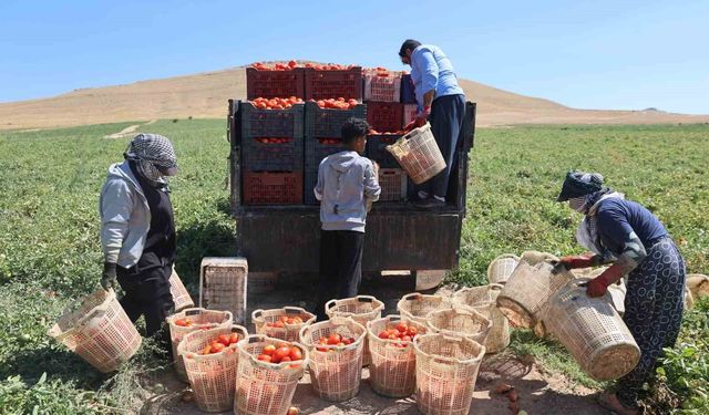 Mevsimlik işçilerin tarlada ekmek mücadelesi