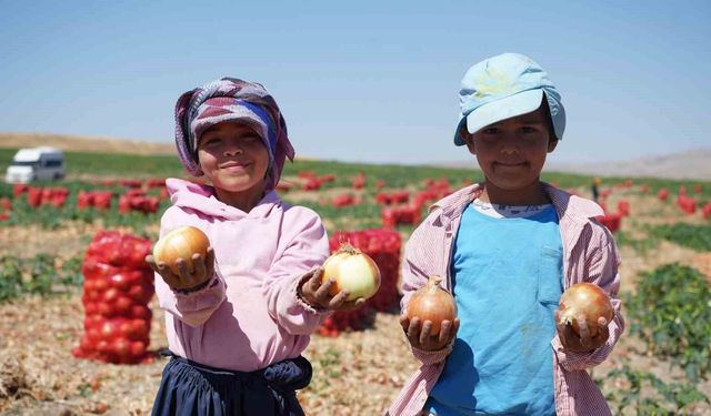 Türkiye'nin soğan ihtiyacını karşılayan tarlalar kırmızıya büründü: Başkent'te 300 kişilik mesai başladı