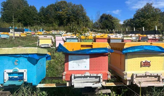 40 kovanla başlayan yolculuk profesyonel arıcılığa dönüştü