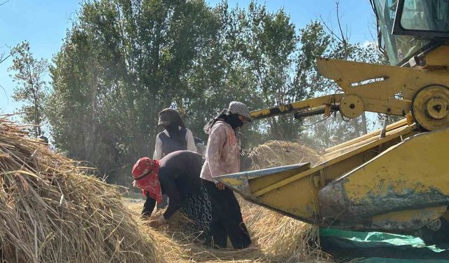 40 yıl sonra gelen bereket: Tarlalarda yeniden çeltik mesaisi