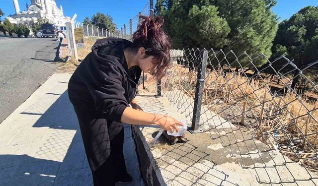 Alevlerin arasından kurtarılan kaplumbağaya vatandaş sahip çıktı