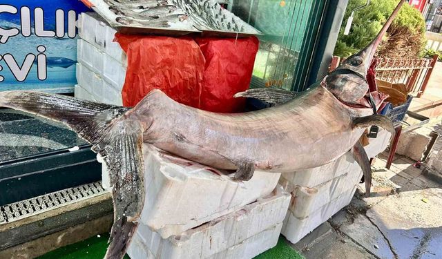 Ankara'da 2,5 metrelik dev kılıç balığı ilgi odağı oldu