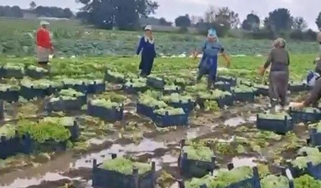 Göle dönen tarlalarda üreticiler mahsulleri kurtarmak için zamana karşı yarışıyor