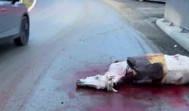 İstanbul'da korkunç kaza: Atın kopan bacağı otomobile saplandı