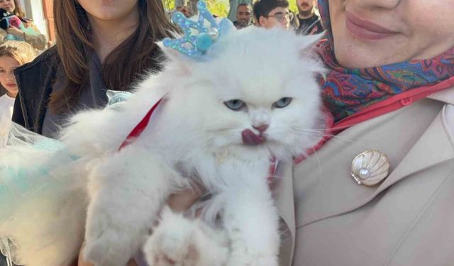 Kediler podyuma çıktı