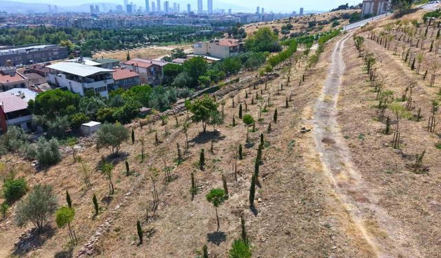 Kıraç topraklarda yeşil dönüşüm