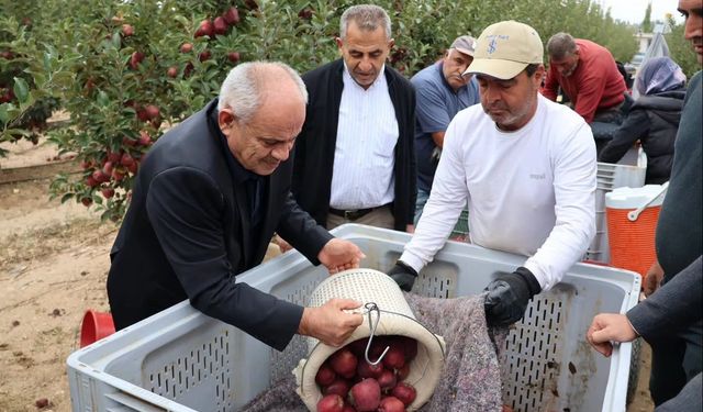 Yahyalı'da elma hasadı başladı