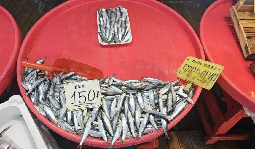 Bandırma’da mevsim balığı olan sardalyaya yoğun talep