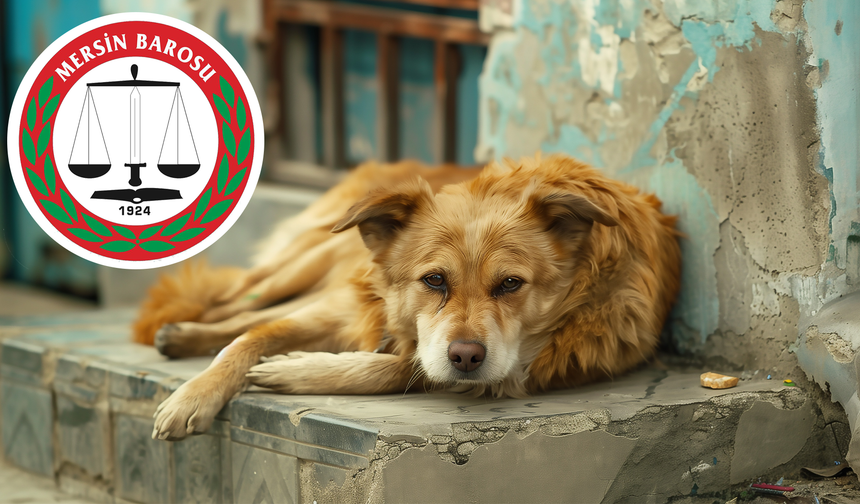 Mersin Barosu, sokak hayvanları için hukuki süreç başlatıyor