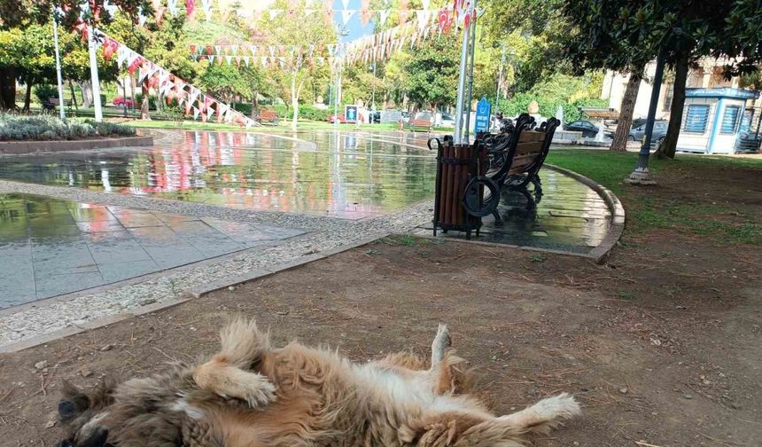 İlginç şekilde uyuyan köpek dikkat çekti