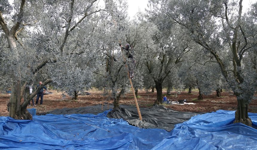 Zeytin bol piyasalar beklemede...