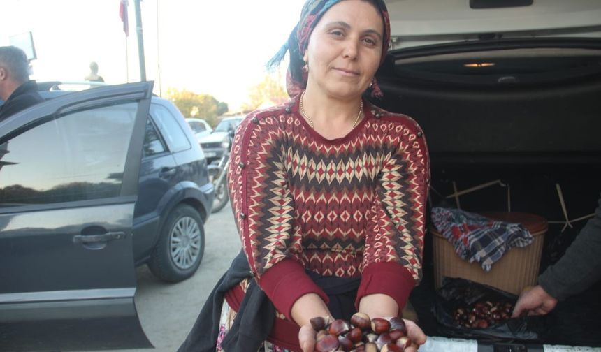 Kaz Dağları'nda kestane sezonu başladı