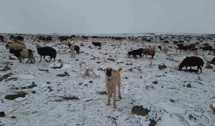 Bayburt’un yüksek kesimlerinde kar yağışı etkili oldu, göçerlerin yaylalardan köylere göçü başladı