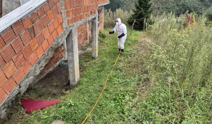 Doğu Karadeniz’in en büyük ilçesi Ortahisar’da kahverengi kokarca ile mücadelede ilaçlama seferberliği başlatıldı