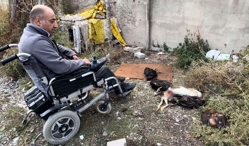 Engelli vatandaşın kümesine giren köpekler 10 tavuğu telef etti