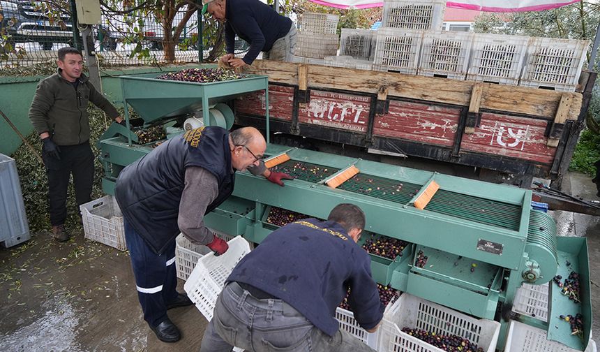 Edremit Körfezi'ndeki zeytin işletmelerinde elek mesaisi başladı