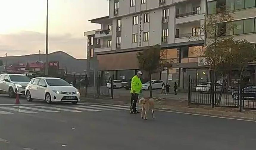 Trafik polisinden yürek ısıtan davranış: Köpeğin geçmesi için trafiği durdurdu