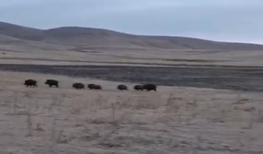 Kars’ta domuz sürüsü görüntülendi