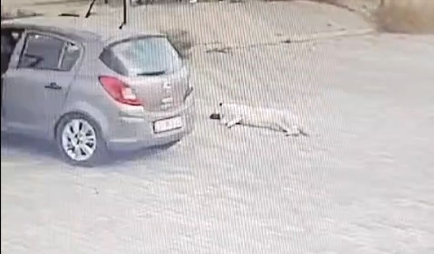 Köpeği çiğneyen sürücü serbest kaldı