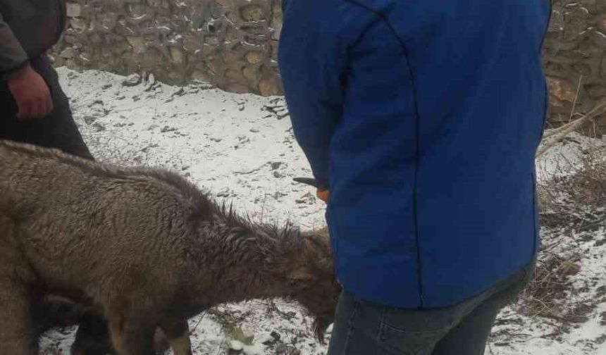 Köpeklerin saldırısına uğrayan yaban keçisi tedavi altına alındı