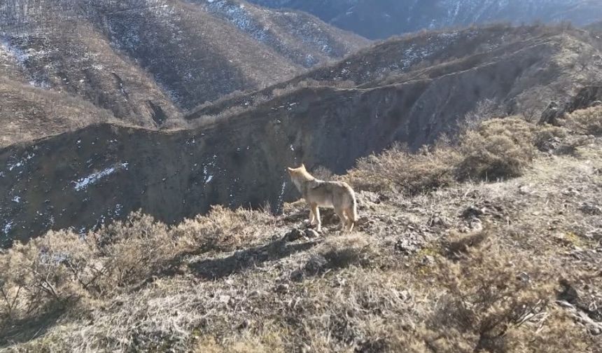 Tunceli Munzur Vadisi’nde yiyecek arayan kurt dron ile görüntülendi