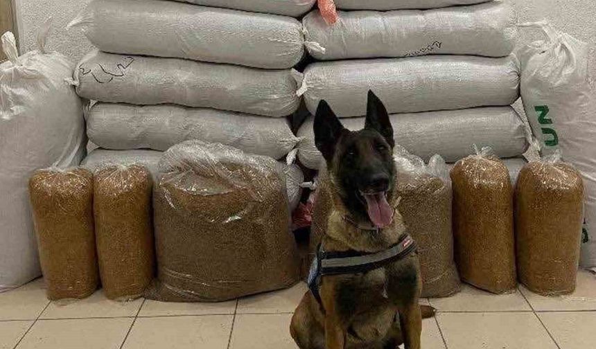 Hassas burun "Alkış" otobüste 520 kilogram kaçak tütün buldu