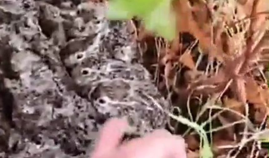 Hayvanlarını otlatan çoban, gördüğü yeni doğan tavşan yavrularını korumaya aldı
