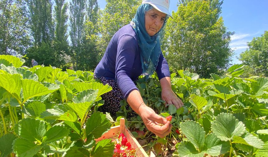 Aromasıyla dikkat çeken ‘Kuyulu’ çileğinde hasat başladı
