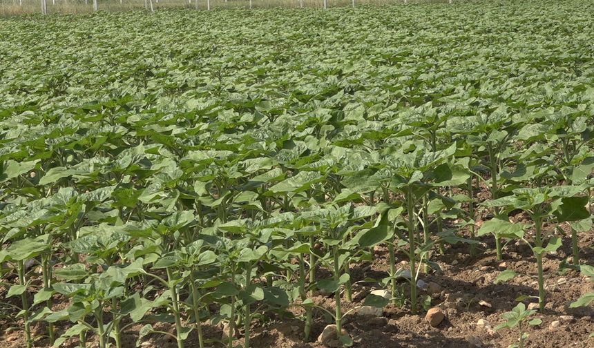 Son yağışlar çiftçinin umudu oldu: Trakya’da ayçiçeğin gelişimi hız kazandı