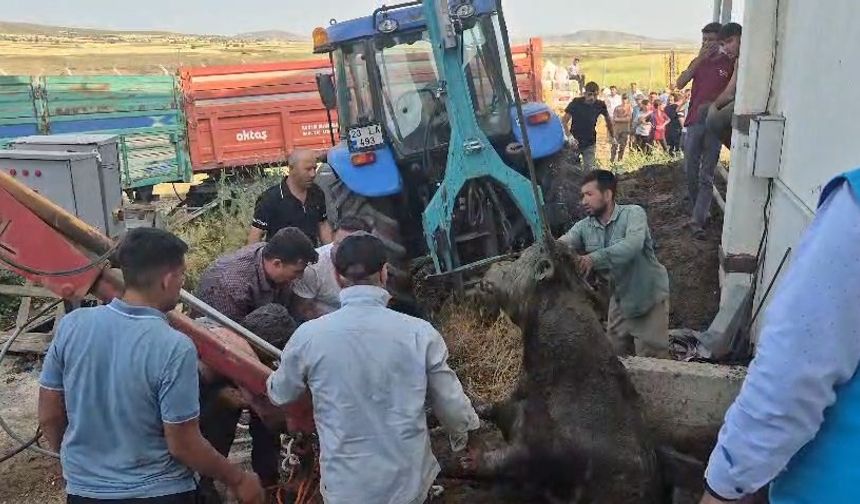 Bağını kopararak foseptik çukuruna düşen boğa kurtarıldı