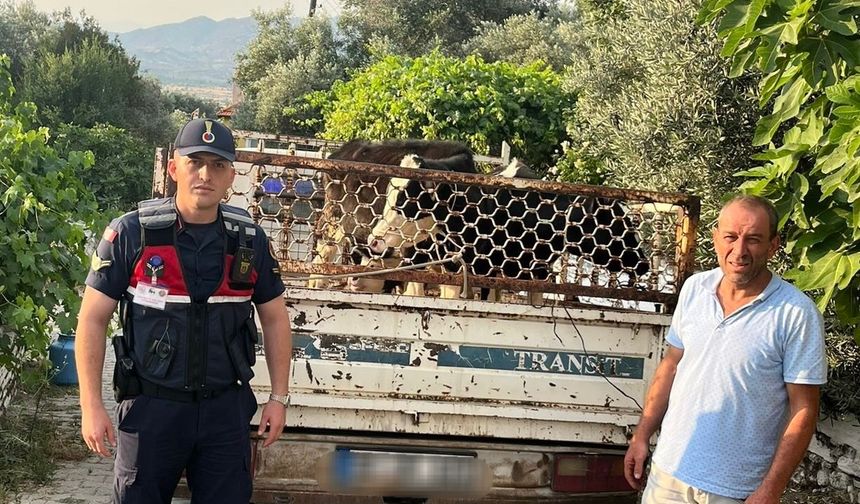 Hayvan hırsızı, jandarmadan kaçamadı