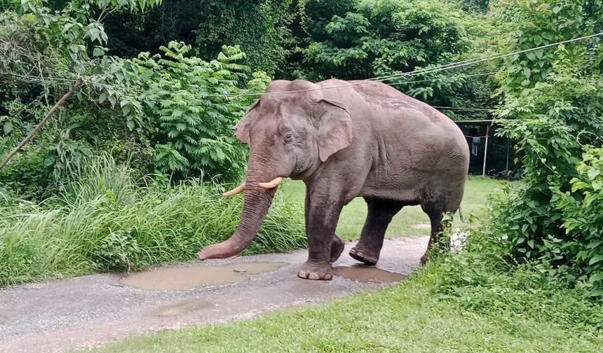 Tayland’da market sahibi, atıştırmalıkları yiyen fili sapanla kovaladı