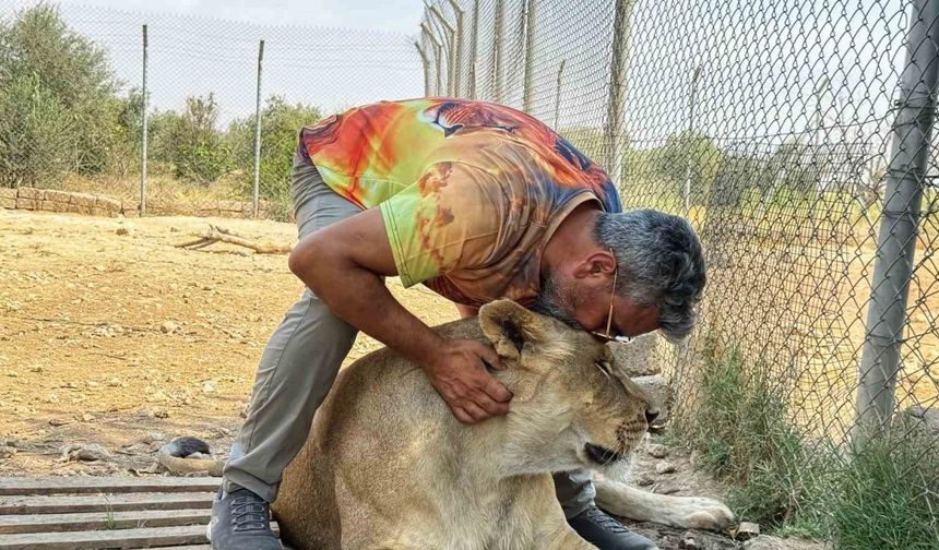 Vahşi hayvanlara olan sevgisini 12 yıldır aslanları besleyerek sürdürüyor