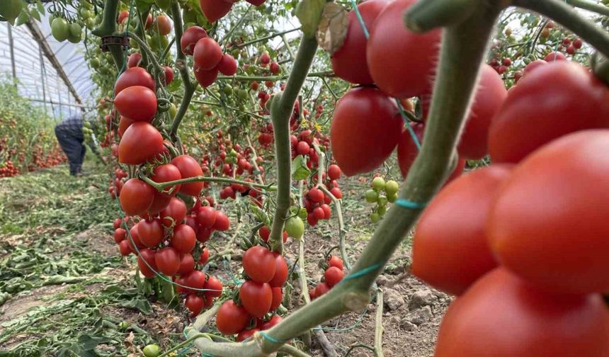 Antalya hallerinde temmuz ayında domates yıllık miktarda yüzde 47 arttı