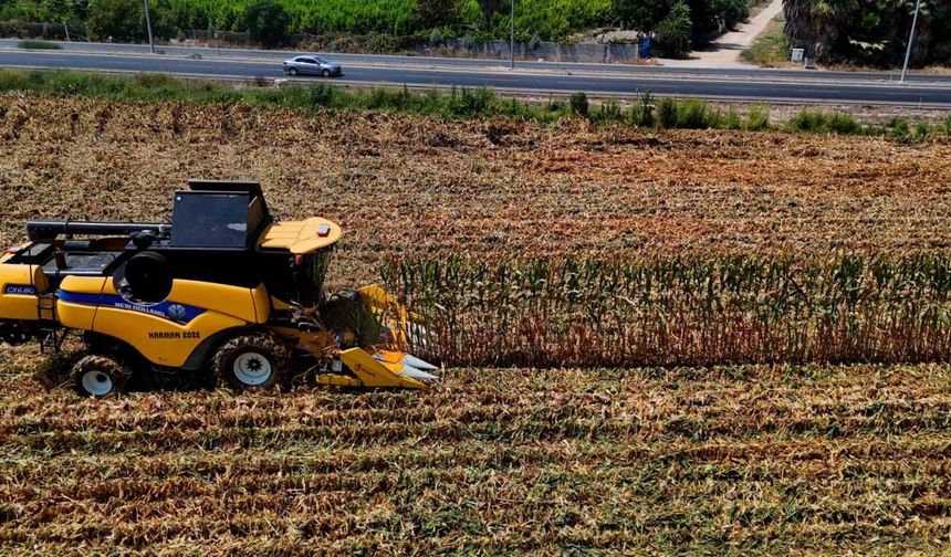 Çukurova’da mısır hasadı başladı: 1,5  milyon ton mısır rekolte bekleniyor
