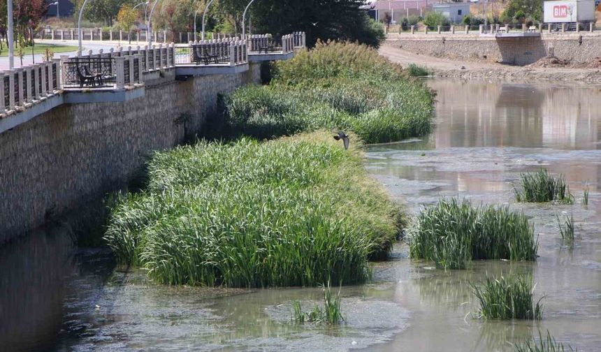 Kuraklık Yeşilırmak’ı vurdu: ‘Yağdır Mevlâm su’