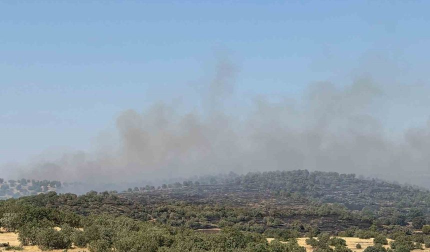 Mardin’de yangına müdahale eden ekipler kaplumbağalara su verdi