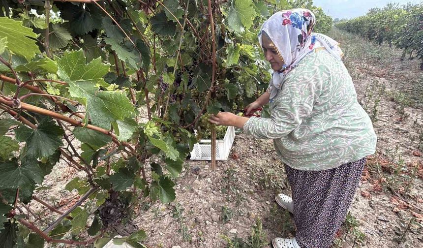 Narince üzümünü de don vurdu, rekolte yüzde 80 düştü