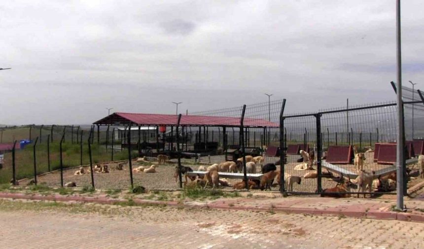 Türkiye’ye örnek model: Siirt’ten sokak hayvanları sorununa kalıcı çözüm