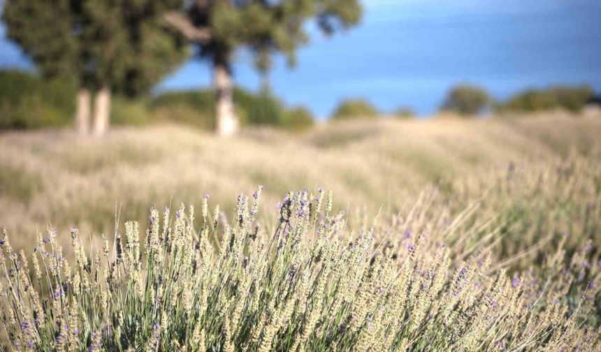 Yağmur suyuyla yetişiyor, yurt dışına ihracat ediliyor
