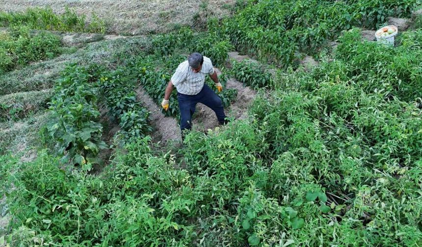 Yarım yüzyıllık ata tohumu domatesler köyleri şaşkına çevirdi