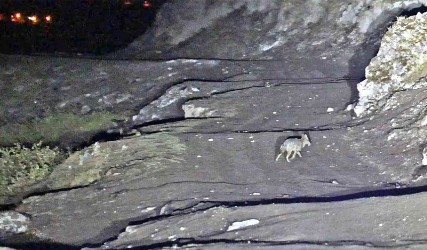 Budaklı kaplıcaları için vahşi hayvan uyarısı