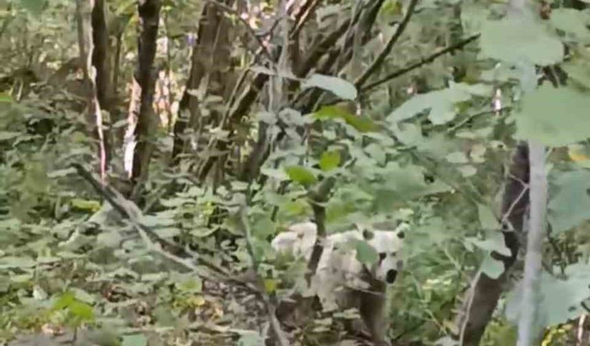Çamlıhemşin’de ilk kez beyaz ayı görüntülendi