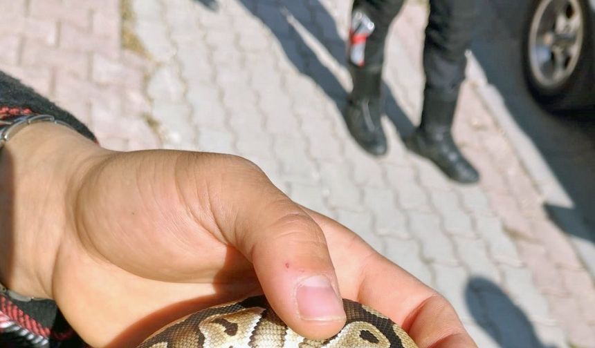 Cebinden yavru piton yılanı çıktı