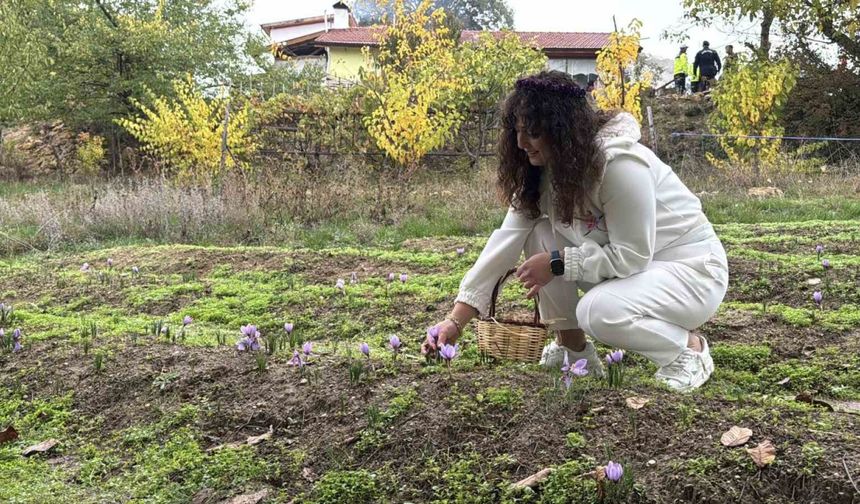 ’Dünyanın en pahalı baharatı’ safranın kilogramı 600 bin liradan satılacak