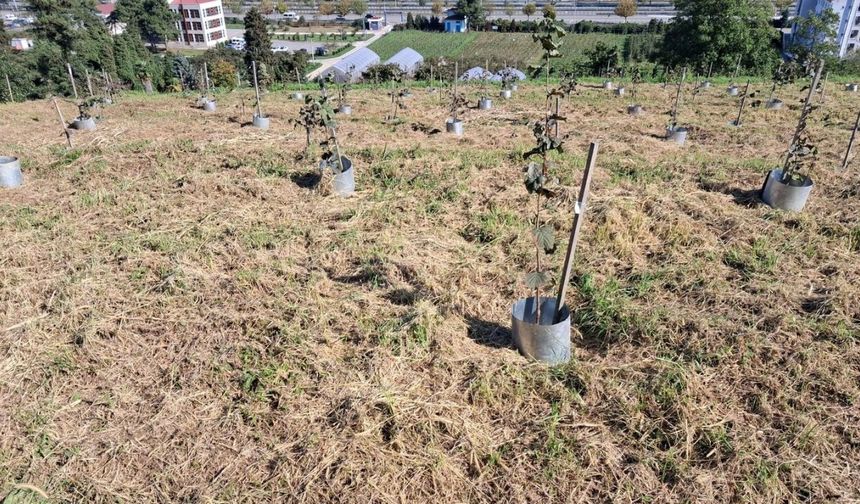 Fındıkta rekolte ve randıman artıracak çalışma