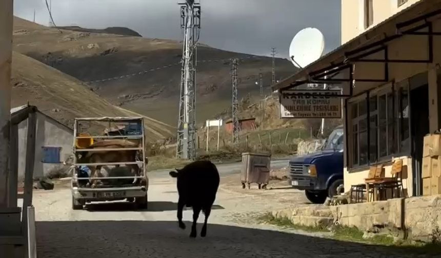 İneklerin yayladan hüzünlü ayrılığı sosyal medyada viral oldu